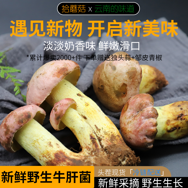 拾蘑菇云南野生牛肝菌新鲜现摘