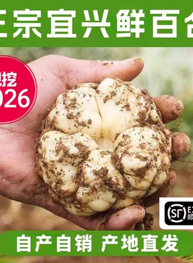 2026现挖宜兴新鲜百合5斤食用微苦2500g农家散装土特产1斤3斤包邮