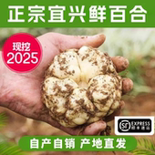 包邮 2025宜兴新鲜百合5斤食用微苦2500g农家散装 土特产1斤3斤