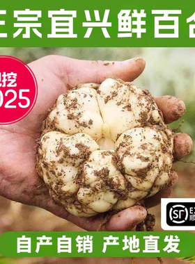2025宜兴新鲜百合5斤食用微苦2500g农家散装土特产1斤3斤包邮