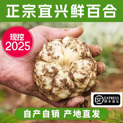 2025宜兴新鲜百合5斤食用微苦2500g农家散装土特产1斤3斤包邮