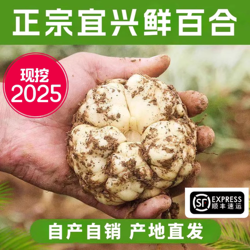 2025现挖宜兴鲜百合药食同源