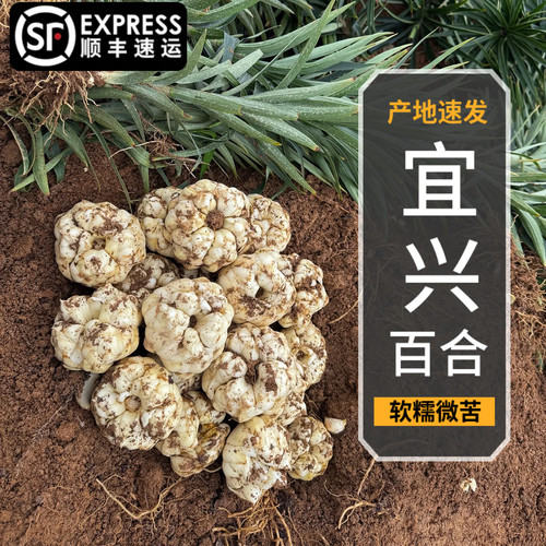 2026现挖宜兴食用新鲜药百合无硫