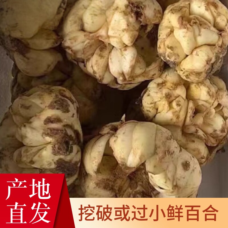 2026宜兴大中小鲜百合挖破损新食用无硫微苦无规格白合籽土特产