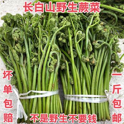 东北蕨菜长白山新鲜野菜野生山菜石蕨菜500g现采现卖 包邮