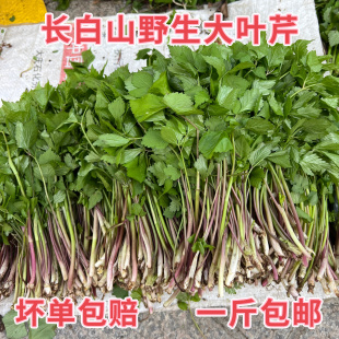 东北长白山脉野生大叶芹新鲜山芹菜老山芹500g现采现发 包邮