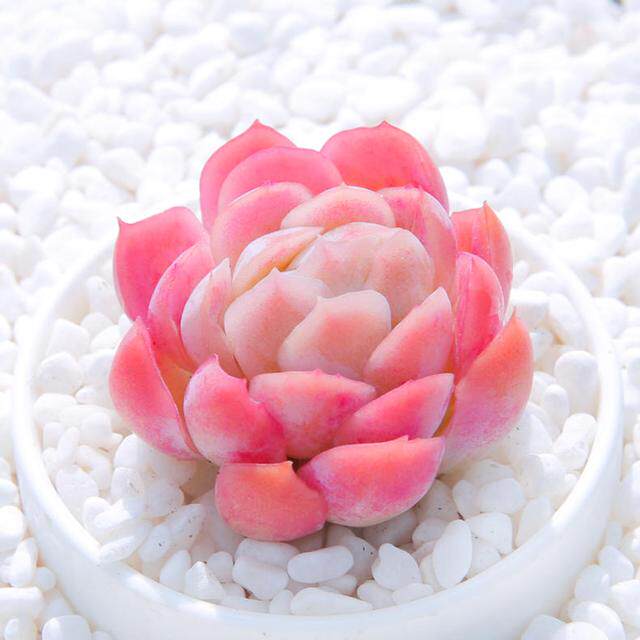 多肉植物 冰梅 綠植盆栽在類目 鮮花速遞/花卉仿真/綠植園藝, 花卉/綠植盆栽（新）, 多肉植物中 - 來自Buy2taobao.com提供專業的淘寶代購服務