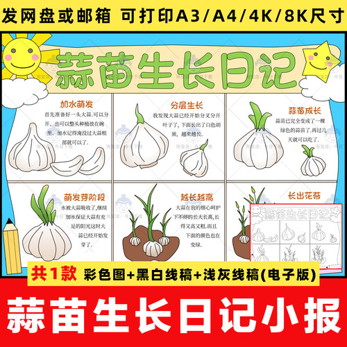 蒜苗大蒜生长观察日记手抄报小学植物成长记录自然笔记电子版线稿