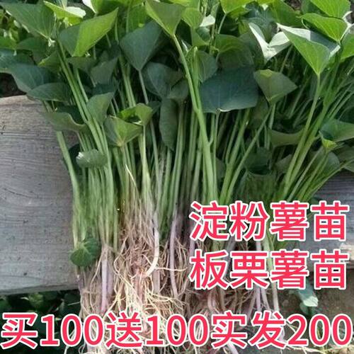 白心板栗秧苗红薯苗沙地农家地瓜红苕山芋种苗红皮白心红薯苗包活