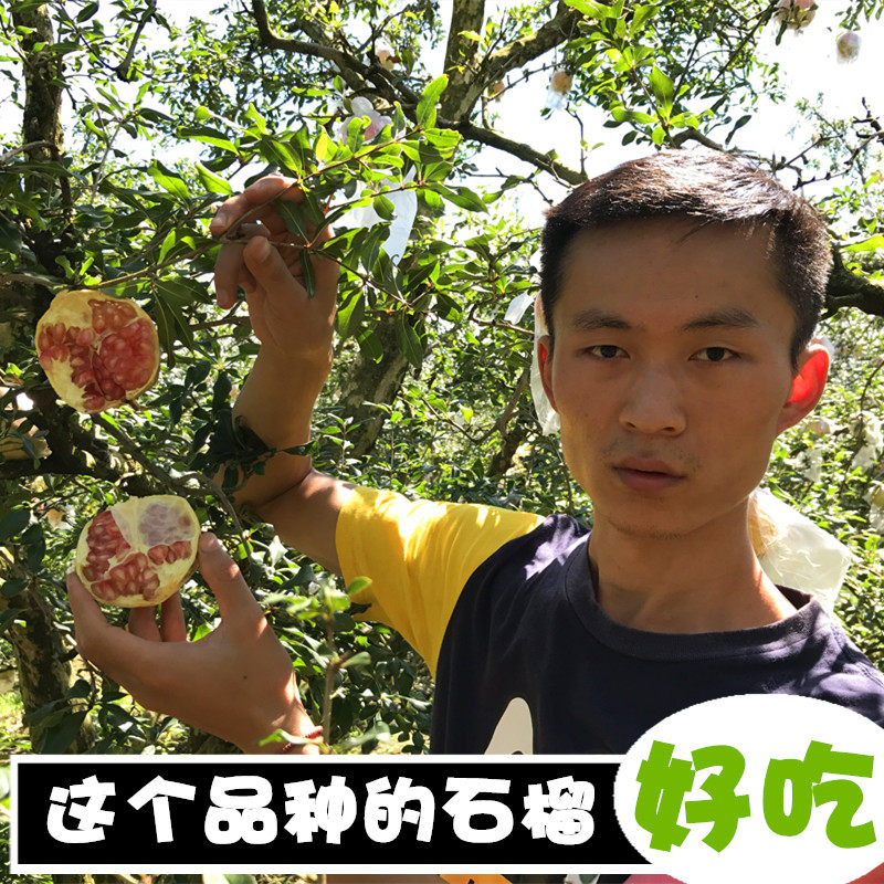 老品种云南蒙自石榴汁水超多