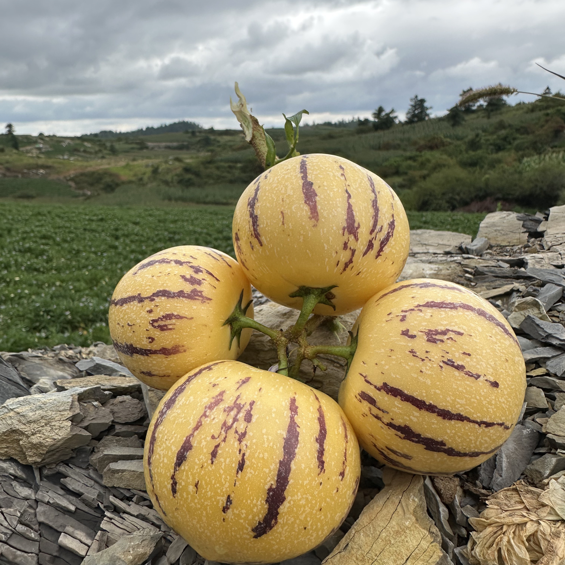 【自然熟】云南树熟黄果肉人参果现摘现发人生果水果当季新鲜整箱