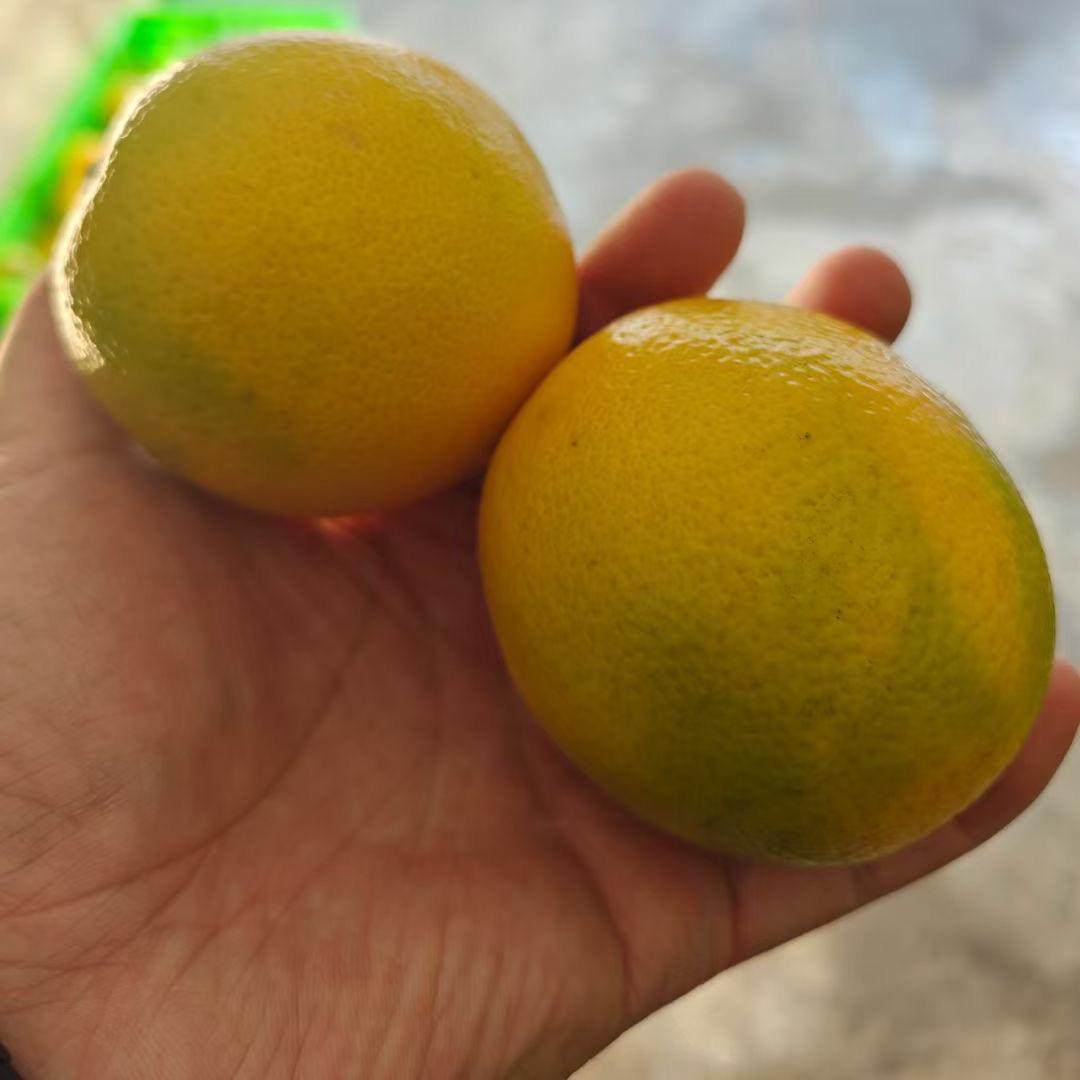 云南哀牢山冰糖橙5斤10斤当季水果新鲜现摘肉嫩自家果园多汁正宗,水产肉类/新鲜蔬果/熟食,橙,淘宝优惠券,粉丝福利购,淘宝优惠卷