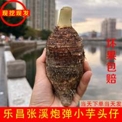 韶关乐昌张溪香芋炮弹新鲜小芋头仔毛芋芋艿农家自种广东蔬菜槟榔