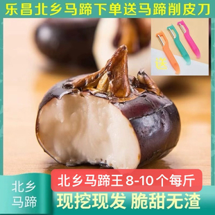 广东乐昌北乡马蹄新鲜现挖现发荸荠当季大地脆栗农家马蹄王10斤装