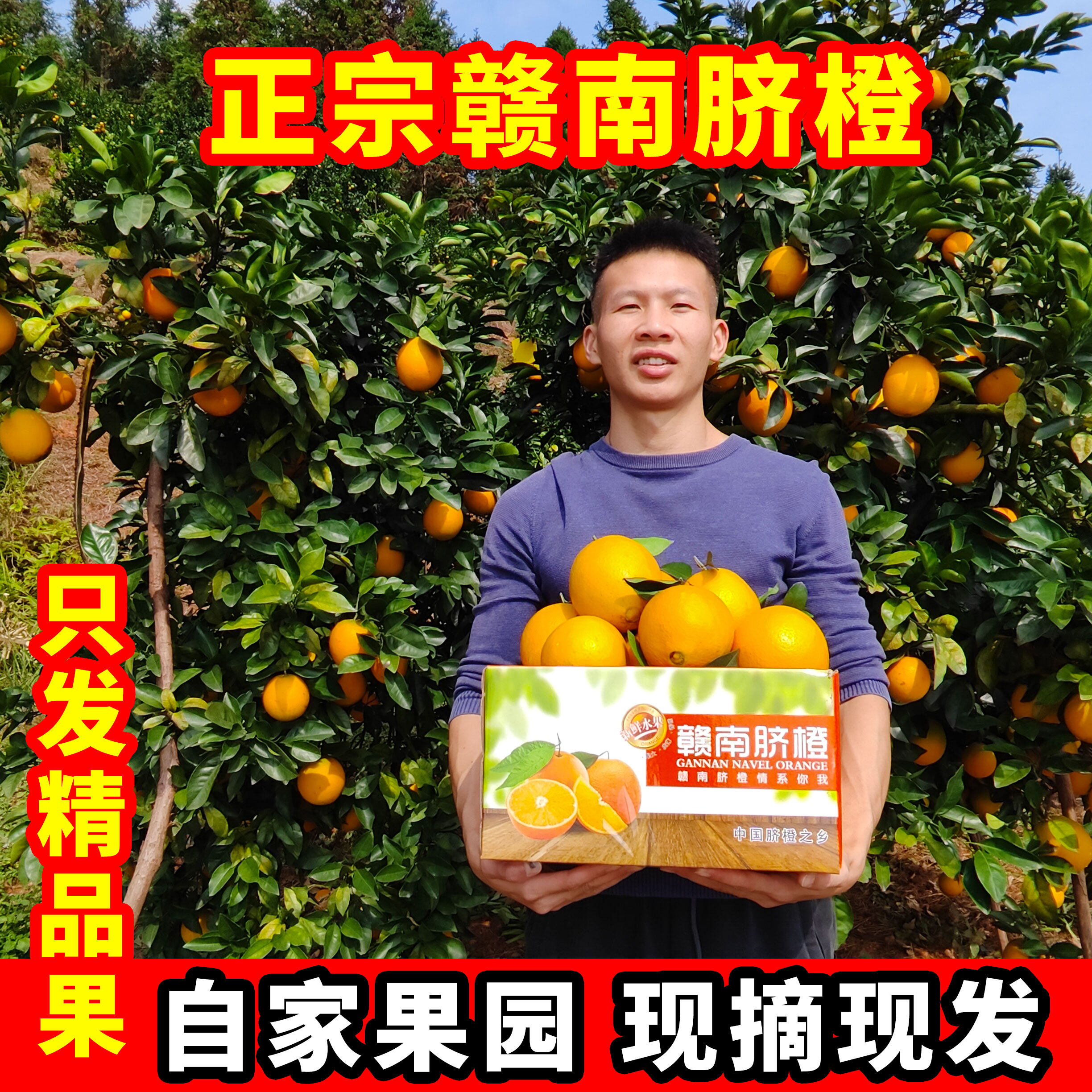正宗赣南脐橙江西赣州安远新鲜孕妇水果橙子大果产地直发10斤20斤,水产肉类/新鲜蔬果/熟食,橙,淘宝优惠券,粉丝福利购,淘宝优惠卷