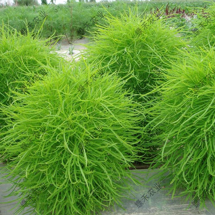 扫帚菜种子绿叶地肤种籽绿草草坪种子蔬菜种子观赏绿化包邮野菜籽