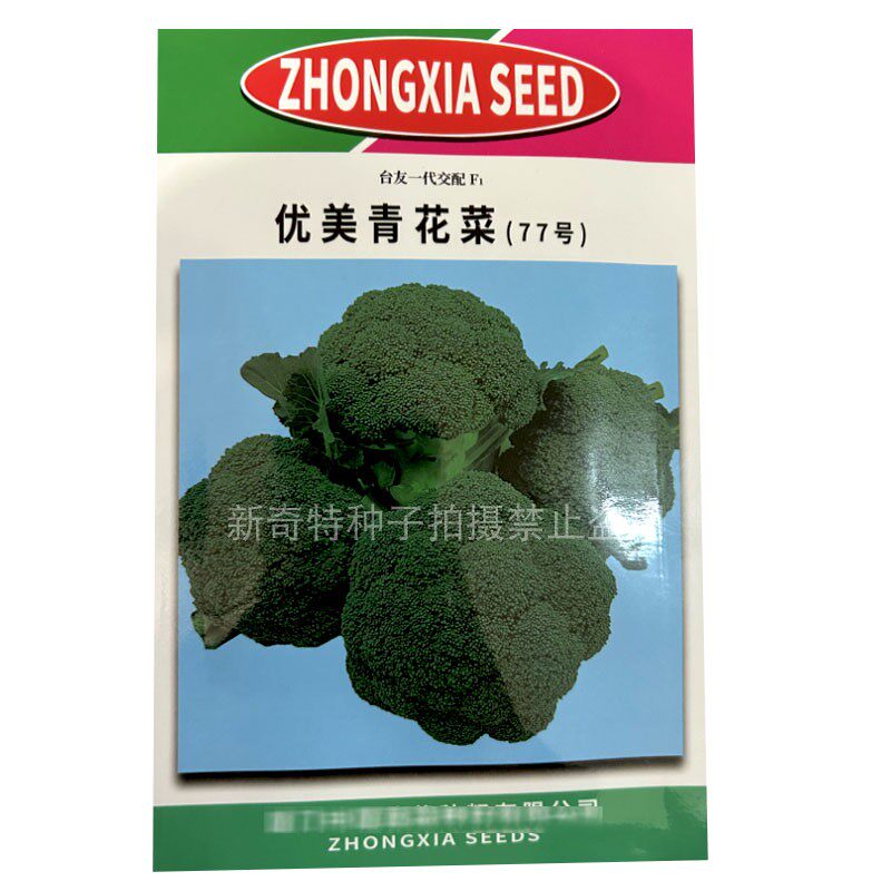 优美青花菜77号西兰花种子10g中早熟秋季绿菜花花椰菜花蕾细小