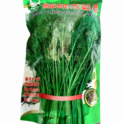 本地木茴香种子油绿大扁杆耐高温