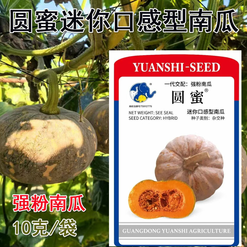 圆蜜南瓜种子杂交强粉迷你南瓜种子粉糯香甜磨盘南瓜籽基地专用