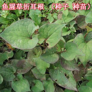 鱼腥草种苗鱼腥草种子红根苗儿根特种蔬菜种孑四季盆栽多年生包邮
