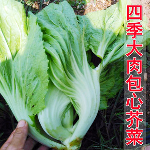 包心芥种子大肉卷心芥种子水咸菜盖菜包四季播春秋季蔬菜种籽