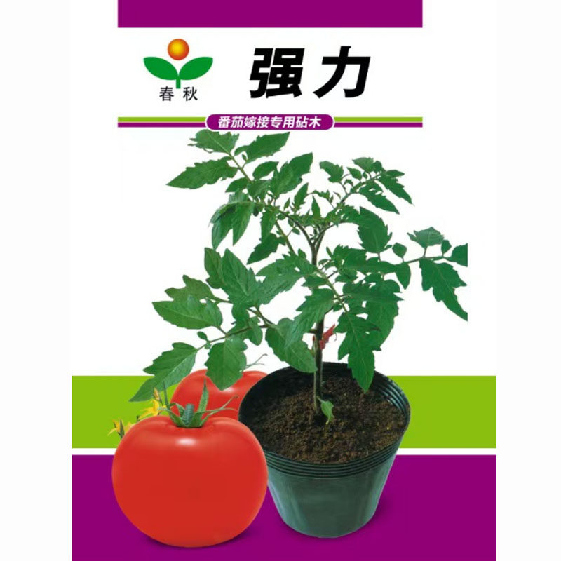 蔬果园番茄砧木种子抗黄萎病