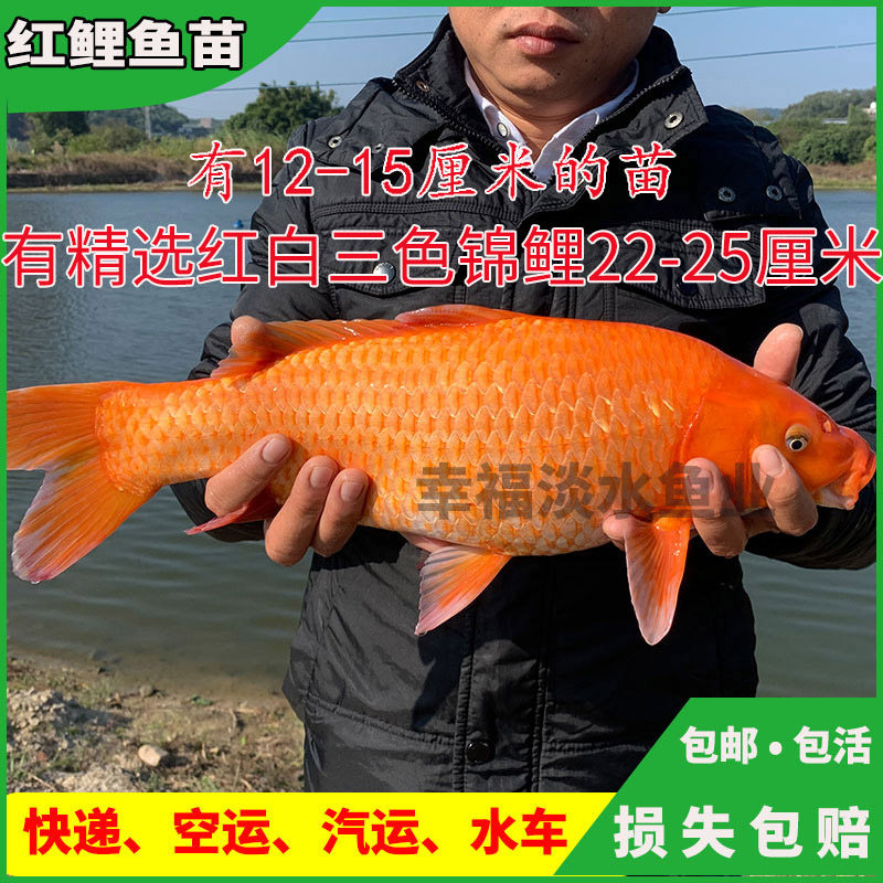 红鲤鱼苗淡水食用大红鲤鱼鱼苗活体青田鲤鱼兴国红鲤鱼苗观赏养殖