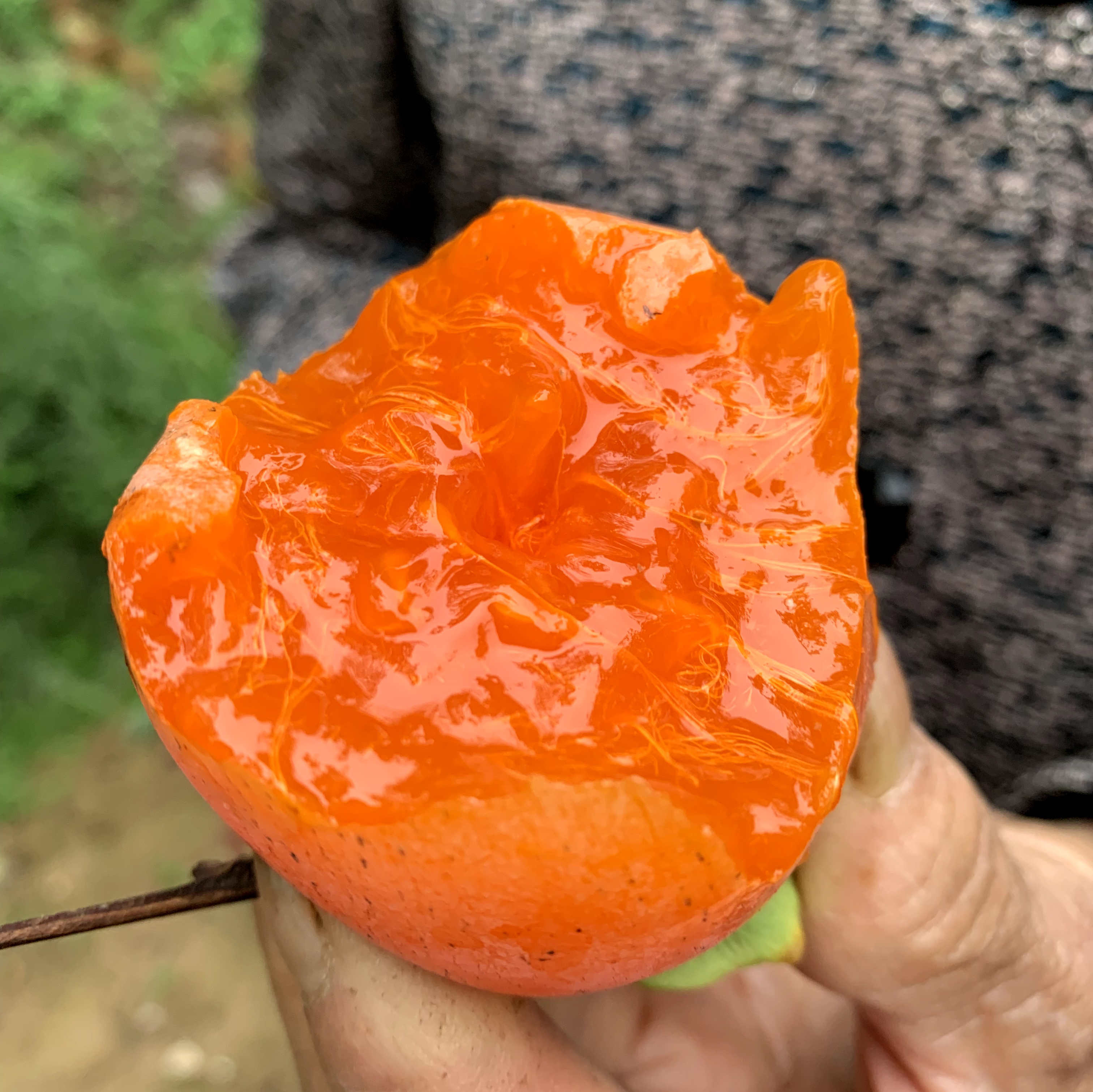 正宗富平大尖柿做柿饼的柿子新鲜柿子硬柿子软柿子