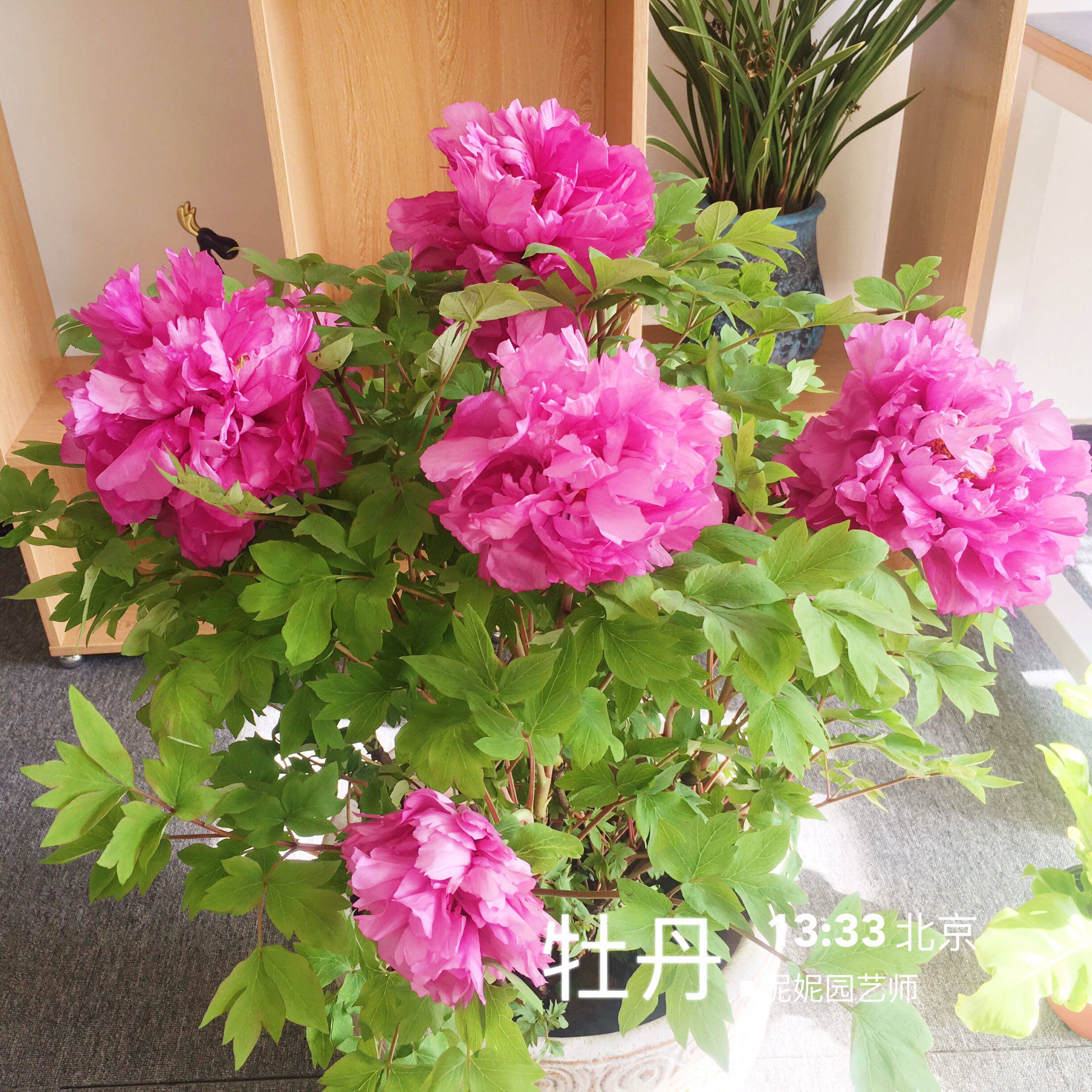 牡丹北京花卉绿植盆栽送货上门带花春天室内室外阳台四季美春节礼