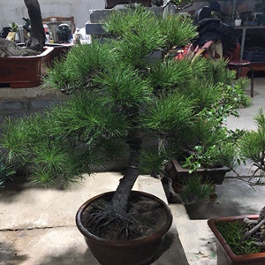 黑松盆景日本黑松针松稀有名贵品种礼品开业景观北京送货上门