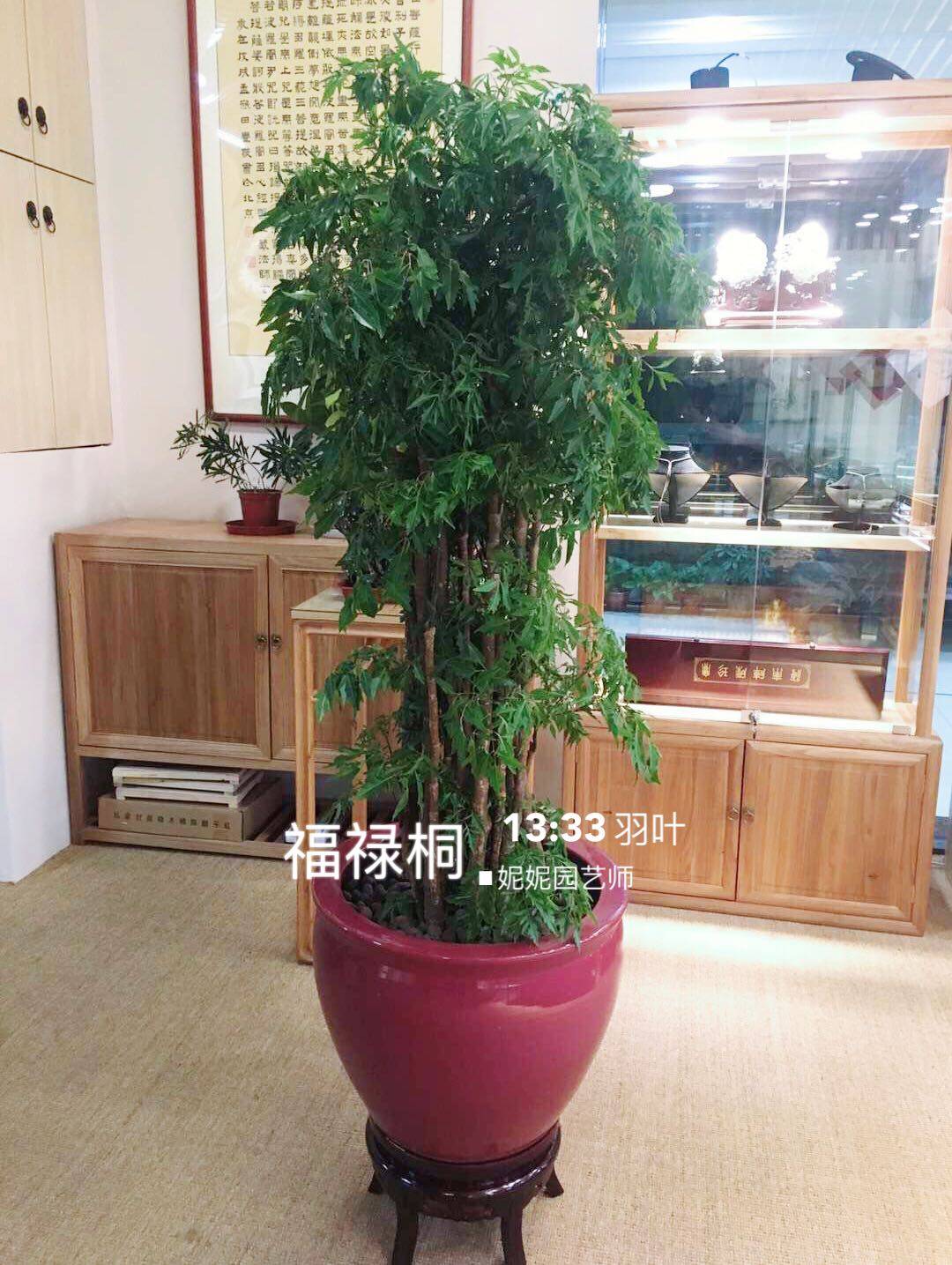 羽叶福禄桐绿植盆栽花草北京送货上门大型观叶植物礼品花卉绿