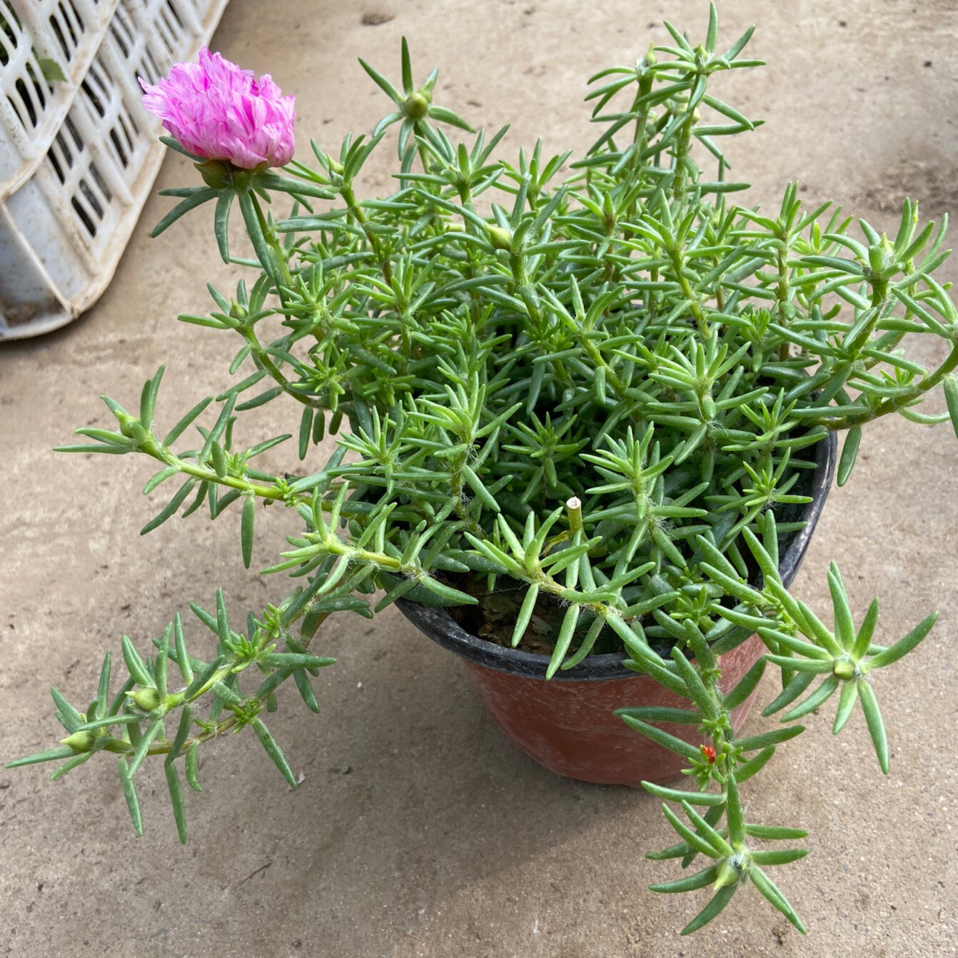 太阳花死不了盆栽花卉室内室外喜光好养庭院阳台北京送货上门简单