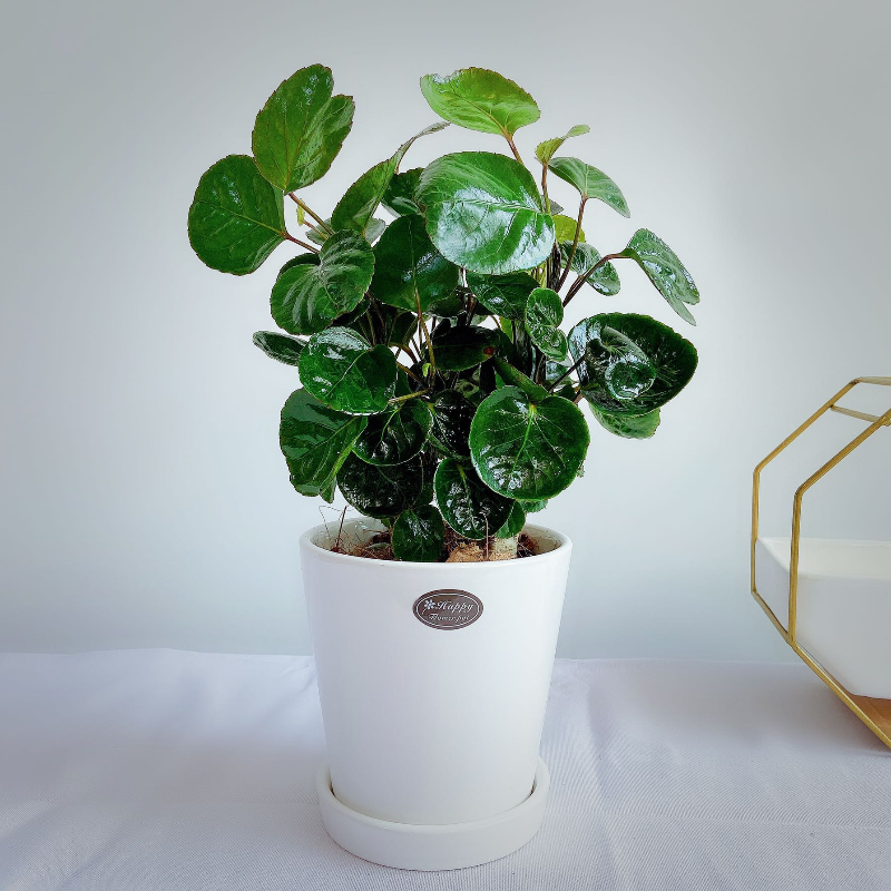 福禄桐绿植盆栽室内桌面四季净化空气寓意福禄北京包邮花卉观叶花