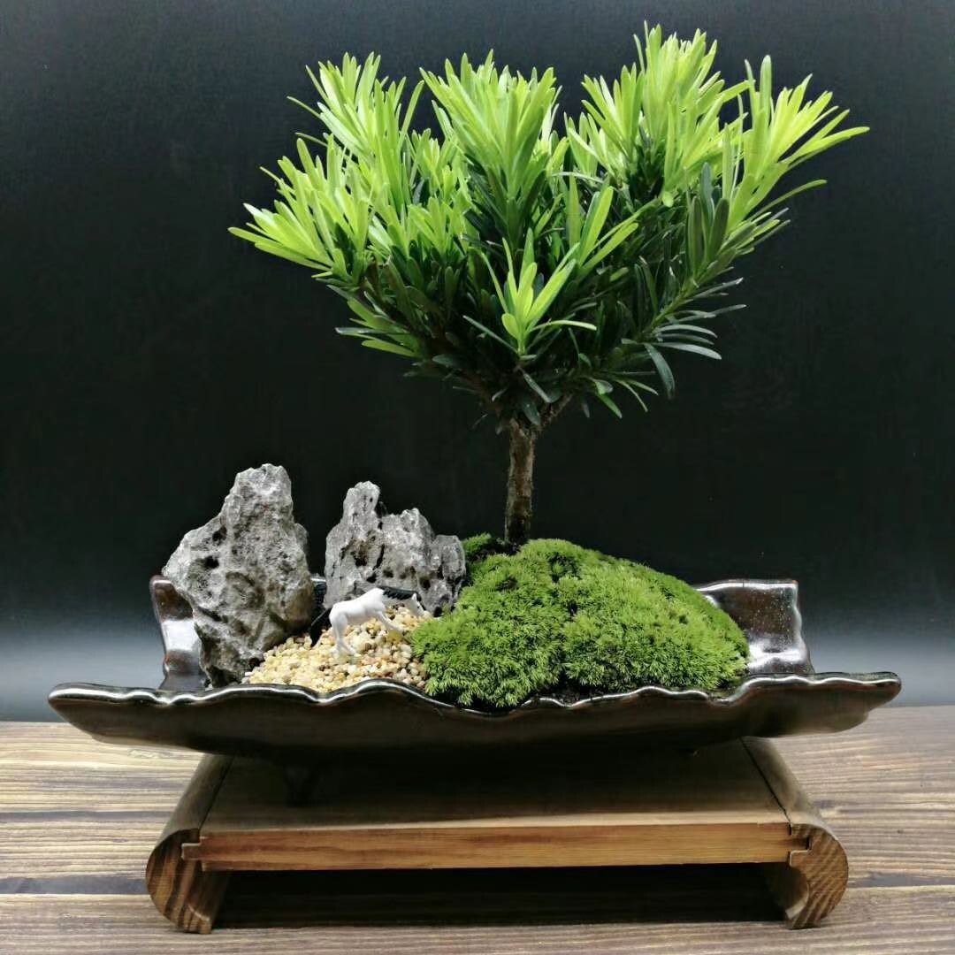 罗汉松盆景小型室内盆栽绿植花卉简单好养礼品高雅北京送货上