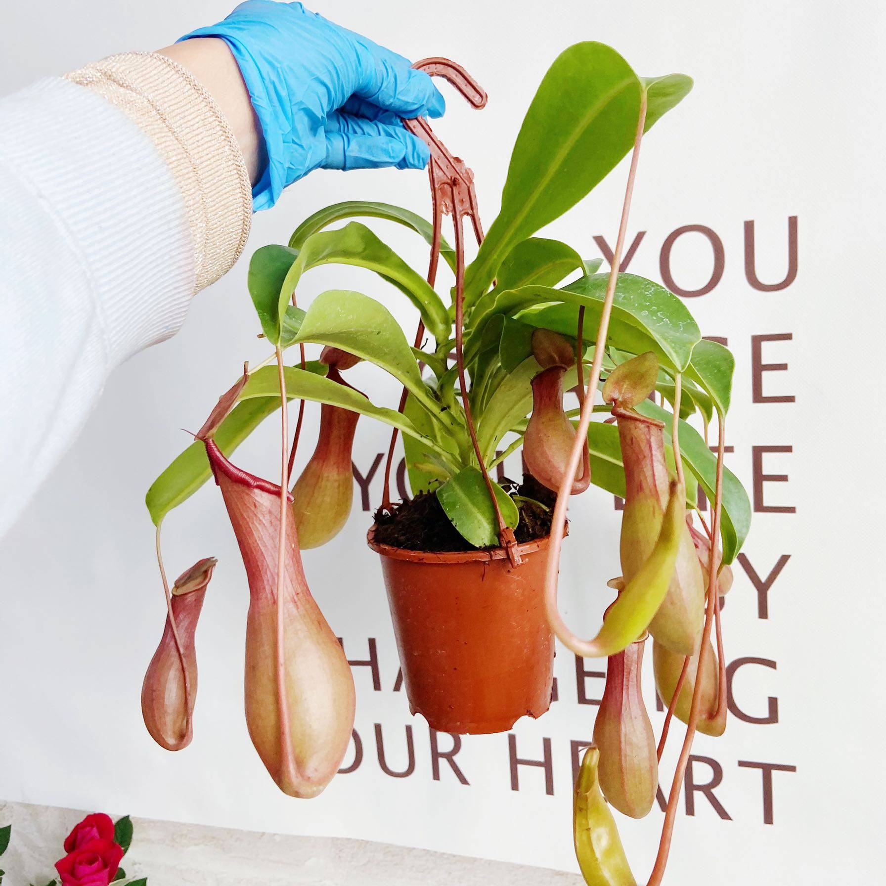 猪笼草热带植物食虫草有趣稀有品种北京绿植花卉盆栽吊兰简单好养