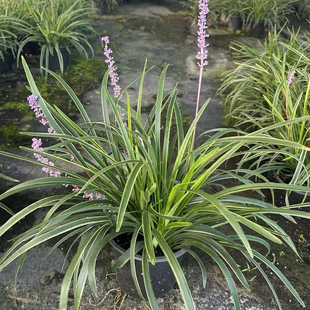 金边麦冬草盆栽庭院阳台花叶麦冬耐寒四季常绿观叶植物花卉北京发