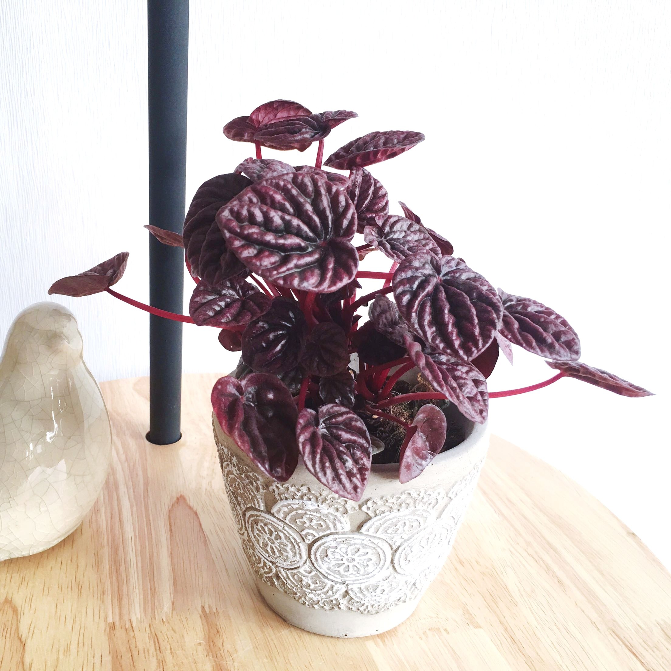 紫叶椒草迷你盆栽绿植花卉北京发货净化空气吸甲醛桌面减压植物