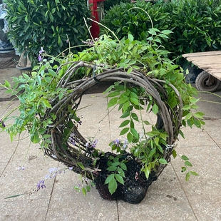 紫藤花树一份5棵北京发货耐寒室外越冬花园庭院木本爬藤简单好养