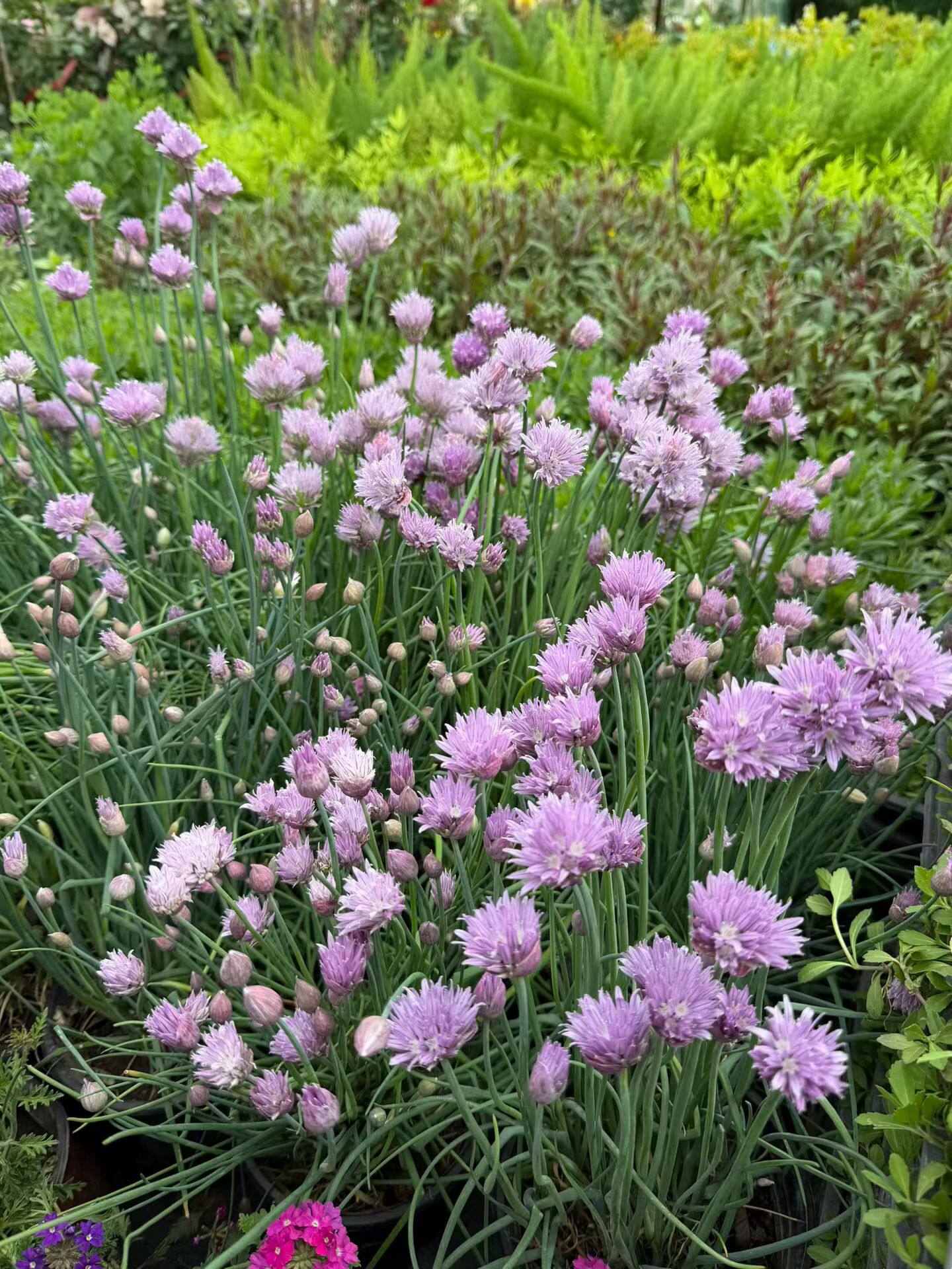 虾夷葱小花葱可食用盆栽成品带花苞细香葱庭院花园花镜种植多年生