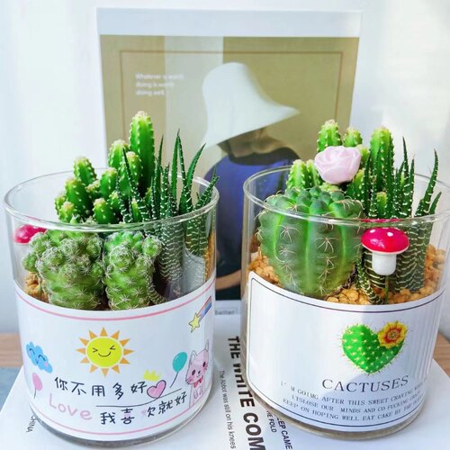 多肉植物盆栽迷你桌面北京礼品