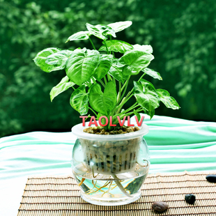 室内盆栽合果芋盆栽水培植物桌面植物开运植物又名金童子小盆栽