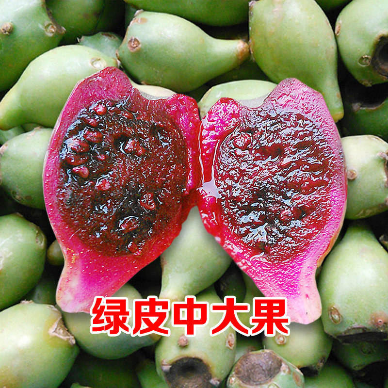 野生仙人掌果实 新鲜水果 仙人果 绿皮中大果 现摘现卖 包邮