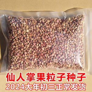 仙人掌果粒子种植100g种子