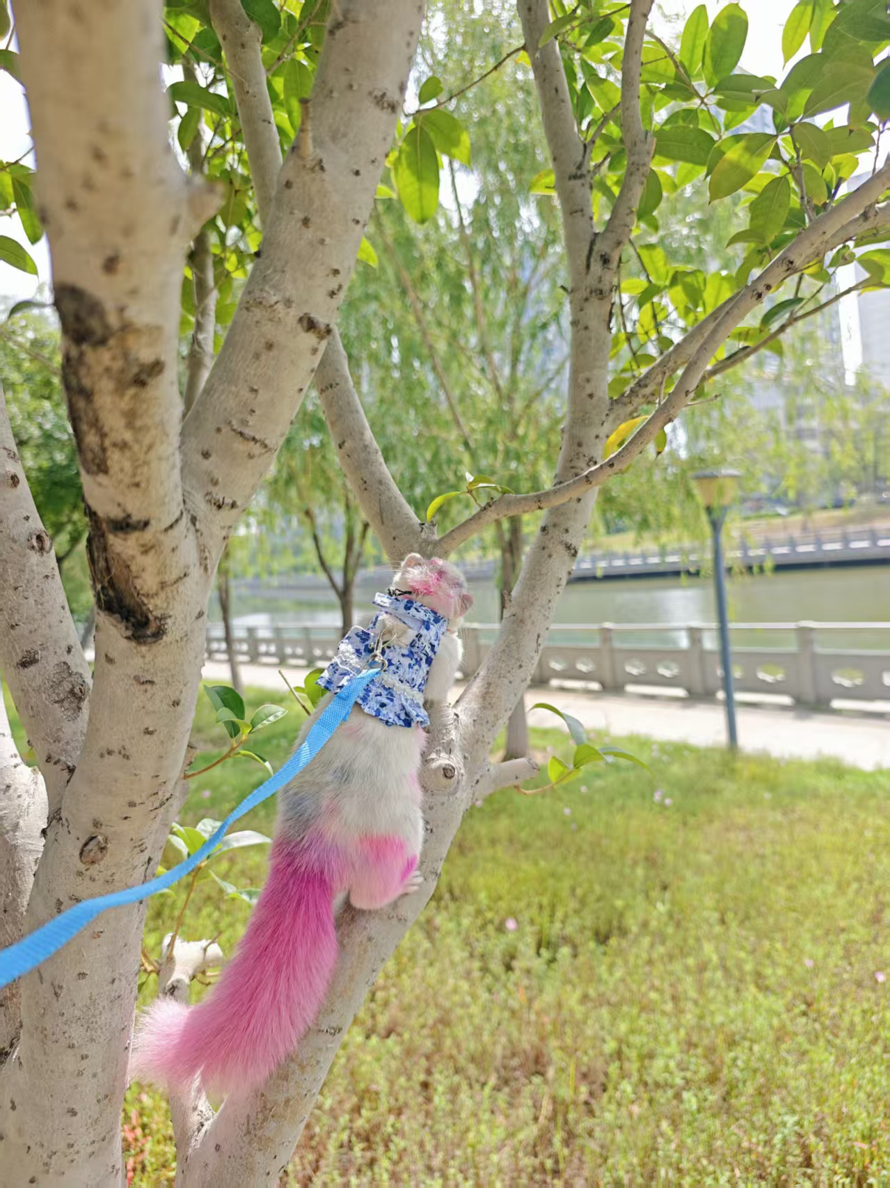 松鼠牵引绳衣服外出服魔王松鼠专用背带式柔软防脱绳衣服碎花