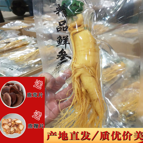 长白山毛重特大煲汤泡酒新鲜人参