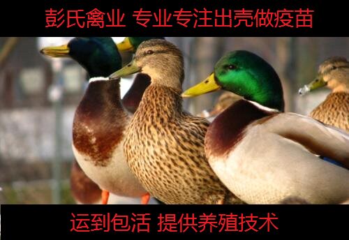 广东孵化活体出壳绿头野鸭种苗小水鸭产蛋鸭苗运到包活养殖技术