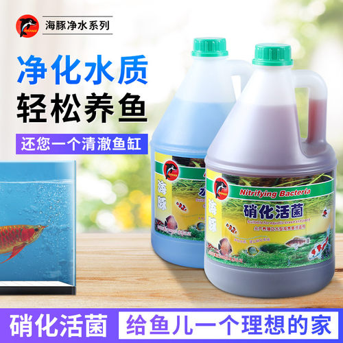 海豚硝化菌大桶锦鲤水池水质稳定