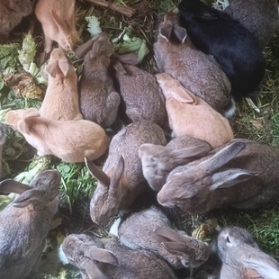 1斤虎皮黄比利时兔子活物大型可食用家养肉兔公母可繁殖活体兔苗