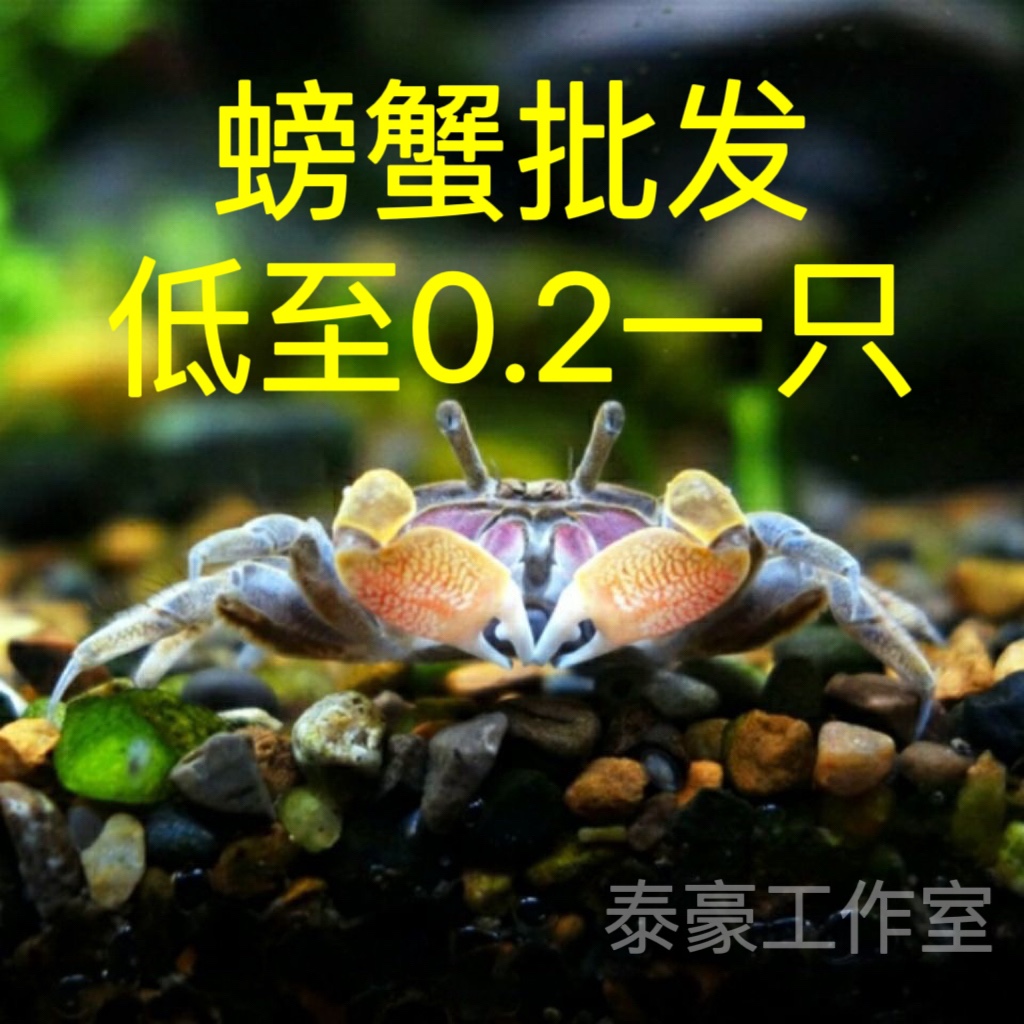 观赏蟹辣椒蟹淡水除藻