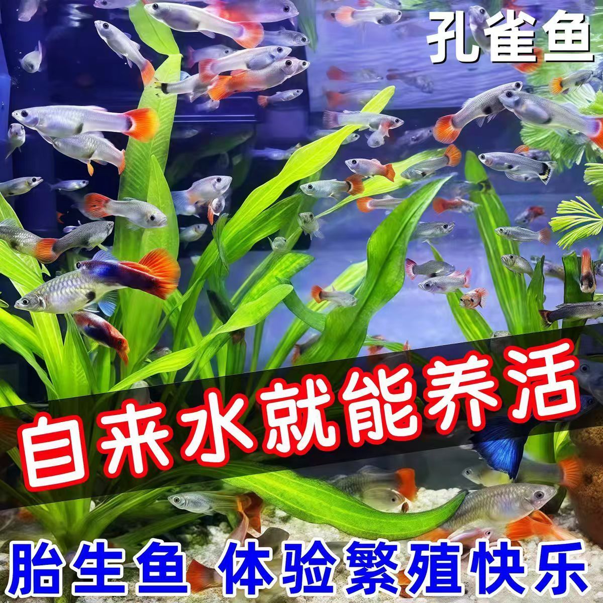 孔雀鱼活体鱼苗热带鱼淡水鱼活体鱼苗孔雀鱼活体鱼苗孔雀鱼活体鱼